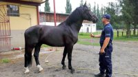 Karmel – nowy koń w szeregach zachodniopomorskiej polji