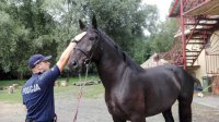 Karmel – nowy koń w szeregach zachodniopomorskiej polji
