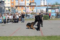 Pokaz tresury psów służbowych na szczecińskiej uczelni wyższej