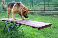 Ćwiczenia przewodników i psów służbowych