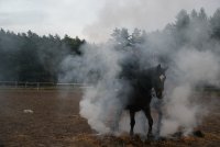 Golden Dream i Kontusz już wkrótce na szczecińskich ulicach
